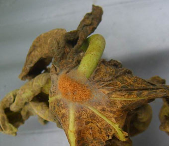 二點葉蟎在木瓜葉尖結成厚網