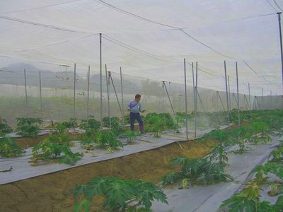 農友在網室木瓜園噴施窄域油